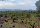 Country house with land for sale on España, Pego, ref: TR417069 photo