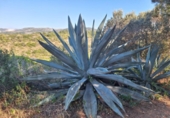 Non-developable land for sale on España, Pedreguer, ref: TR367663 photo