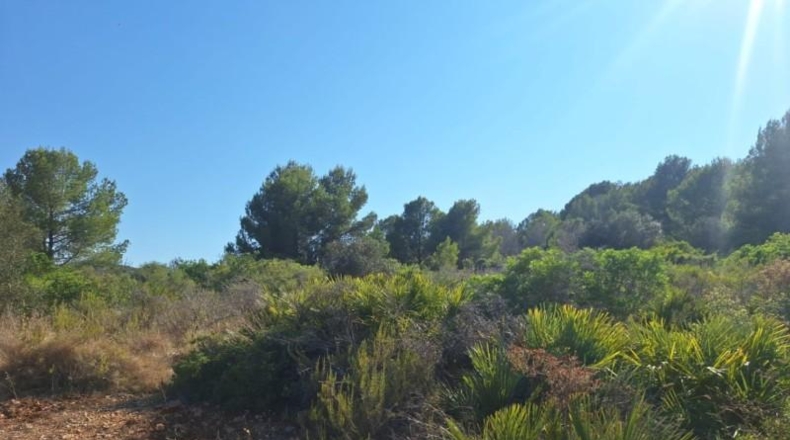 Alicante - Педрегер - 220000m2