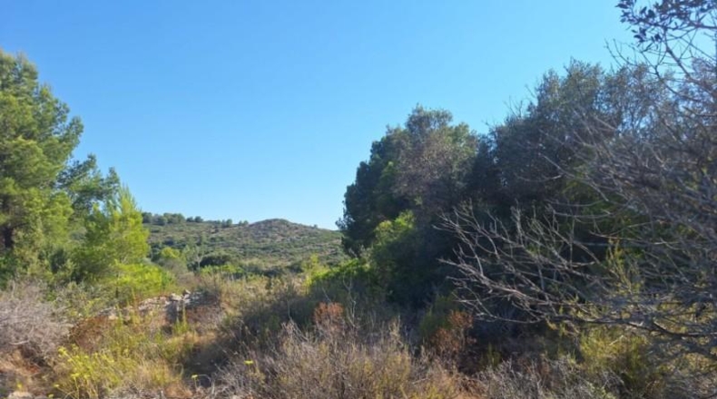 Alicante - Педрегер - 220000m2