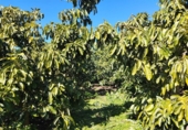 Masia with land for sale on Río, Estepona, ref: TR417098 photo