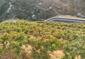 Finca rústica en venta en Almuñécar ref: TR417101 foto