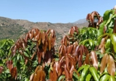 Finca rústica en venta en Almuñécar ref: TR417101 foto