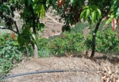 Finca rústica en venta en Almuñécar ref: TR417101 foto