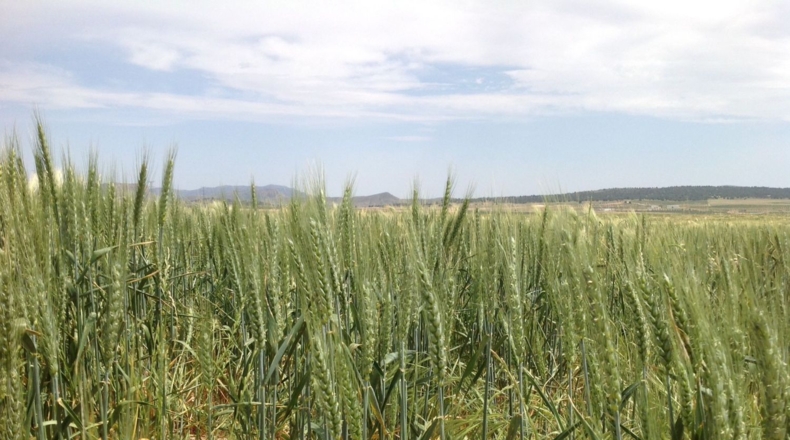 Murcia - Jumilla - 3000000m2