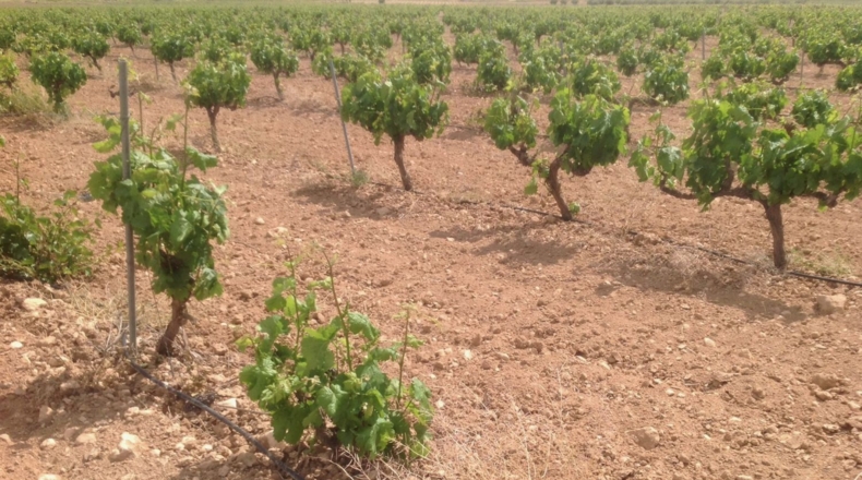 Murcia - Jumilla - 3000000m2