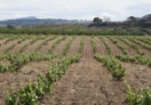 Terreny no urbanitzable en venda a Jumella ref.: TR180781 foto