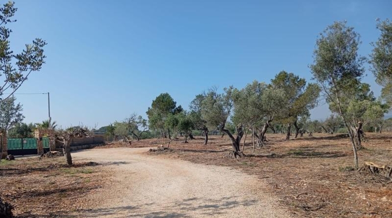 Tarragona - l'Ampolla - 12182m2