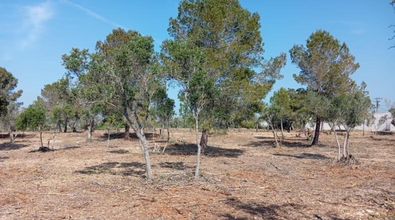 Tarragona - l'Ampolla - 12182m2