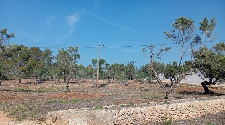 Tarragona - l'Ampolla - 12182m2