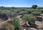 Terreno no urbanizable en venta en la España, Molina de Segura, ref: TR140592 foto