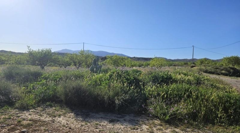Murcia - Murcia - 16977m2