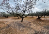 Xalet independent amb terreny en venda a la España, l'Ampolla, ref.: TR417162 foto