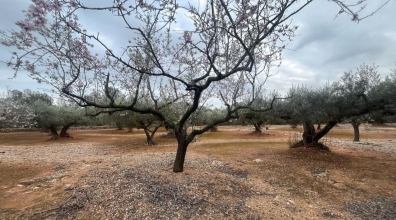 Tarragona - l'Ampolla - 8197m2