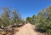 Detached villa with land for sale on España, l'Ampolla, ref: TR417172 photo