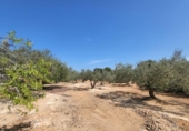 Detached villa with land for sale on España, l'Ampolla, ref: TR417172 photo