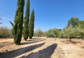 Detached villa with land for sale on España, l'Ampolla, ref: TR417172 photo
