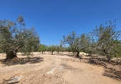 Detached villa with land for sale on España, l'Ampolla, ref: TR417172 photo