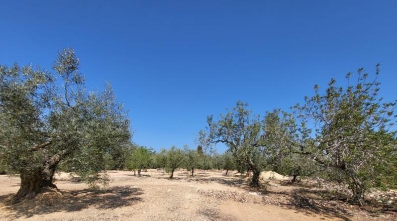 Tarragona - l'Ampolla - 25741m2