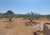 Detached villa with land for sale on España, l'Ampolla, ref: TR417176 photo