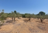 Detached villa with land for sale on España, l'Ampolla, ref: TR417176 photo