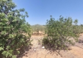 Detached villa with land for sale on España, l'Ampolla, ref: TR417176 photo
