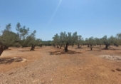 Detached villa with land for sale on España, l'Ampolla, ref: TR417176 photo