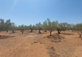 Detached villa with land for sale on España, l'Ampolla, ref: TR417176 photo
