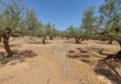 Detached villa with land for sale on España, l'Ampolla, ref: TR417176 photo