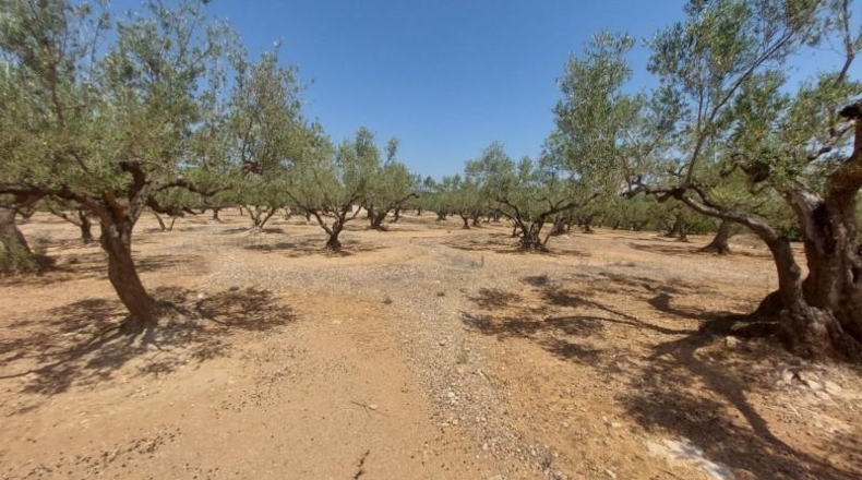 Tarragona - l'Ampolla - 27542m2