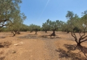 Detached villa with land for sale on España, l'Ampolla, ref: TR417176 photo
