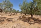 Detached villa with land for sale on España, l'Ampolla, ref: TR417176 photo