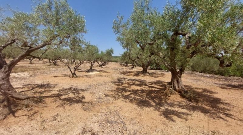Tarragona - l'Ampolla - 27542m2