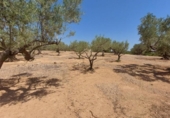 Detached villa with land for sale on España, l'Ampolla, ref: TR417176 photo
