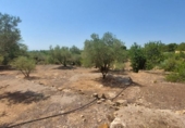 Detached villa with land for sale on España, l'Ampolla, ref: TR417176 photo