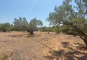 Detached villa with land for sale on España, l'Ampolla, ref: TR417176 photo