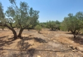 Detached villa with land for sale on España, l'Ampolla, ref: TR417176 photo