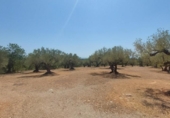 Detached villa with land for sale on España, l'Ampolla, ref: TR417176 photo