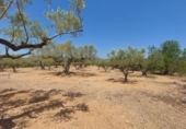Detached villa with land for sale on España, l'Ampolla, ref: TR417176 photo