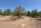 Detached villa with land for sale on España, l'Ampolla, ref: TR417176 photo