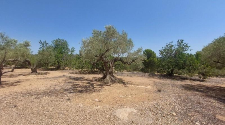 Tarragona - l'Ampolla - 27542m2