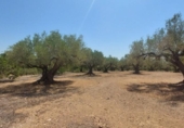 Detached villa with land for sale on España, l'Ampolla, ref: TR417176 photo