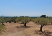 Detached villa with land for sale on España, l'Ampolla, ref: TR417176 photo