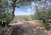Xalet independent amb terreny en venda a la España, l'Ampolla, ref.: TR417188 foto