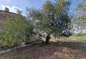 Xalet independent amb terreny en venda a la España, l'Ampolla, ref.: TR417188 foto