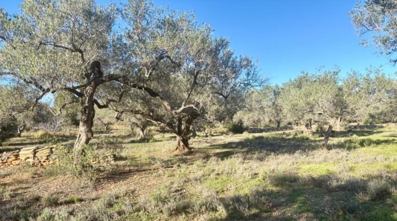 Tarragona - l'Ampolla - 32734m2