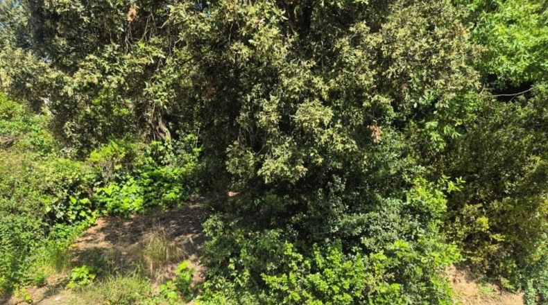 Barcelona - Sant Cugat del Vallès - 378m2