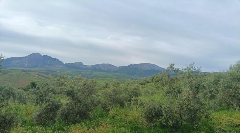 Málaga - Málaga - 23235m2