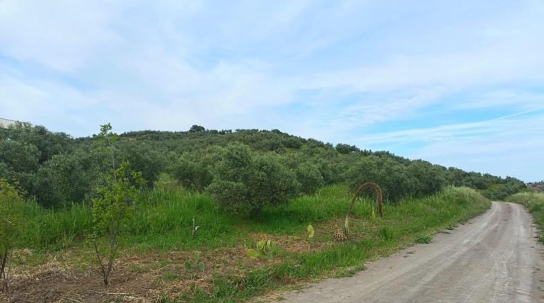 Málaga - Málaga - 23235m2