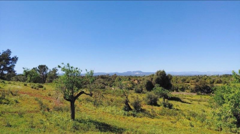 Illes Balears - Felanitx - 23000m2